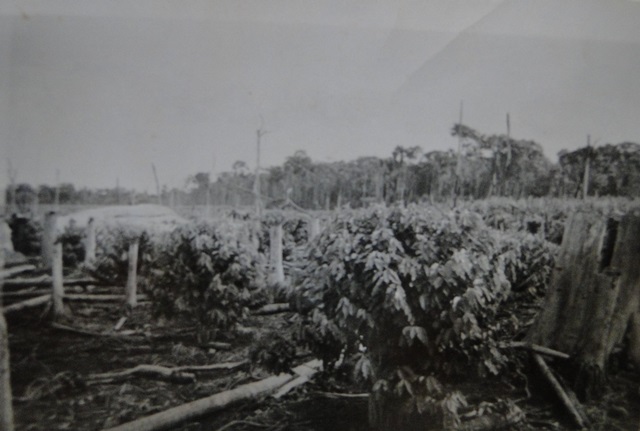 11 Família Kimura No Início Da Colonização De Jussara